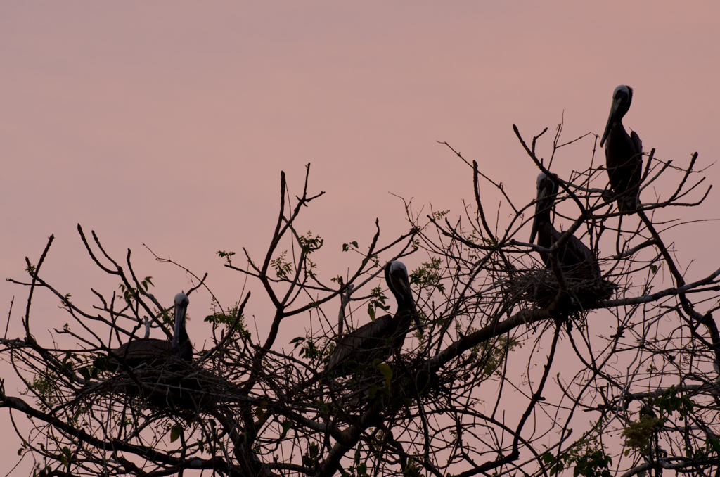 Brown Pelicans (Pelecanus occidentalis carolinensis) resting in tree branches at dusk. Pacheca Island, Las Perlas Archipelago, Panama, Central America.